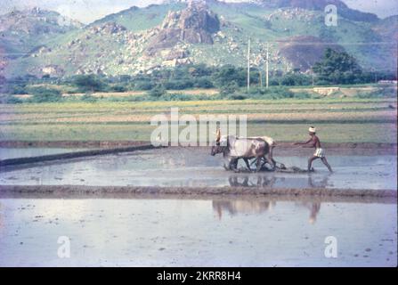 Traditionell verwenden Landwirte Bullen, um das Feld mit Tieren wie Bullen zu pflügen. Es ist der traditionelle indische Stil, das Furchenziehen erfolgt mit Bullen. Bodenbearbeitung und Pflügen sind identisch. Stockfoto