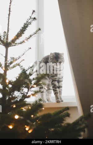 Lustige graugestreifte Tabby-Katze und der dekorierte Weihnachtsbaum. Frohe Weihnachten und Neujahr Stockfoto