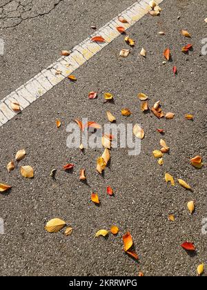 Hintergrund von heruntergefallenen Blättern auf Asphalt in der Stadt Stockfoto
