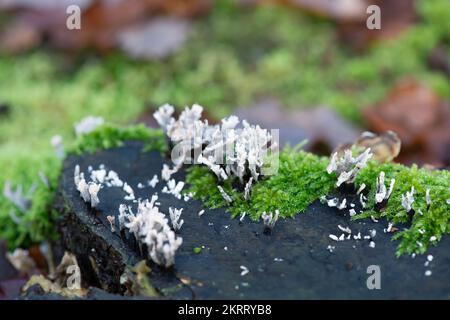 Farnham Common, Großbritannien. 28.. November 2022. Xylaria hypoxylon, Candlesnuff-Pilz, auch bekannt als Hirschhorn, ist ein sehr verbreiteter Pilz, der wie ein brennender Kerzenwickel aussieht. Der Dochtstiel kann auch oben eine Geweihgabel haben. Burnham Beeches ist ein Gebiet von besonderem wissenschaftlichem Interesse, ein nationales Naturschutzgebiet und ein europäisches besonderes Schutzgebiet, in dem viele seltene und bedrohte Pilzarten zu finden sind. Es ist eine Straftat, Pilze in Burnham Beeches zu pflücken. Kredit: Maureen McLean/Alamy Stockfoto