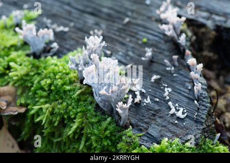 Farnham Common, Großbritannien. 28.. November 2022. Xylaria hypoxylon, Candlesnuff-Pilz, auch bekannt als Hirschhorn, ist ein sehr verbreiteter Pilz, der wie ein brennender Kerzenwickel aussieht. Der Dochtstiel kann auch oben eine Geweihgabel haben. Burnham Beeches ist ein Gebiet von besonderem wissenschaftlichem Interesse, ein nationales Naturschutzgebiet und ein europäisches besonderes Schutzgebiet, in dem viele seltene und bedrohte Pilzarten zu finden sind. Es ist eine Straftat, Pilze in Burnham Beeches zu pflücken. Kredit: Maureen McLean/Alamy Stockfoto