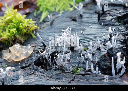 Farnham Common, Großbritannien. 28.. November 2022. Xylaria hypoxylon, Candlesnuff-Pilz, auch bekannt als Hirschhorn, ist ein sehr verbreiteter Pilz, der wie ein brennender Kerzenwickel aussieht. Der Dochtstiel kann auch oben eine Geweihgabel haben. Burnham Beeches ist ein Gebiet von besonderem wissenschaftlichem Interesse, ein nationales Naturschutzgebiet und ein europäisches besonderes Schutzgebiet, in dem viele seltene und bedrohte Pilzarten zu finden sind. Es ist eine Straftat, Pilze in Burnham Beeches zu pflücken. Kredit: Maureen McLean/Alamy Stockfoto