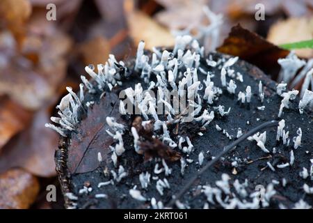 Farnham Common, Großbritannien. 28.. November 2022. Xylaria hypoxylon, Candlesnuff-Pilz, auch bekannt als Hirschhorn, ist ein sehr verbreiteter Pilz, der wie ein brennender Kerzenwickel aussieht. Der Dochtstiel kann auch oben eine Geweihgabel haben. Burnham Beeches ist ein Gebiet von besonderem wissenschaftlichem Interesse, ein nationales Naturschutzgebiet und ein europäisches besonderes Schutzgebiet, in dem viele seltene und bedrohte Pilzarten zu finden sind. Es ist eine Straftat, Pilze in Burnham Beeches zu pflücken. Kredit: Maureen McLean/Alamy Stockfoto