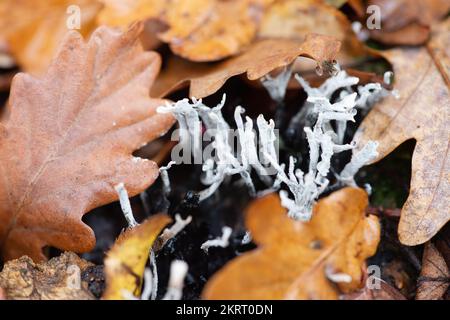 Farnham Common, Großbritannien. 28.. November 2022. Xylaria hypoxylon, Candlesnuff-Pilz, auch bekannt als Hirschhorn, ist ein sehr verbreiteter Pilz, der wie ein brennender Kerzenwickel aussieht. Der Dochtstiel kann auch oben eine Geweihgabel haben. Burnham Beeches ist ein Gebiet von besonderem wissenschaftlichem Interesse, ein nationales Naturschutzgebiet und ein europäisches besonderes Schutzgebiet, in dem viele seltene und bedrohte Pilzarten zu finden sind. Es ist eine Straftat, Pilze in Burnham Beeches zu pflücken. Kredit: Maureen McLean/Alamy Stockfoto