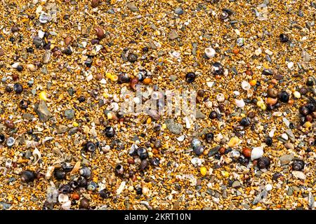 Kleine Muscheln an einem Strand in Cornwall, Nahaufnahme Stockfoto