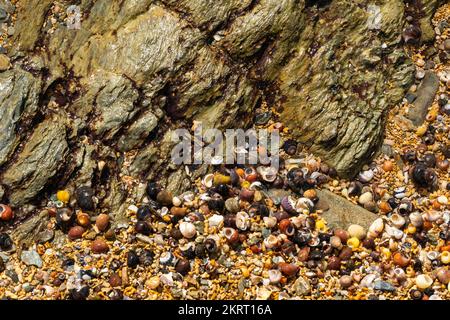 Kleine Muscheln an einem Strand in Cornwall, Nahaufnahme Stockfoto