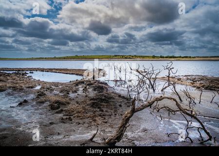 Alte, verwinkelte tote Bäume, die durch herabfallende Wasserstände aufgrund schwerer Dürrebedingungen am Colliford Lake Reservoir am Bodmin Moor in Cornwall freigelegt wurden Stockfoto