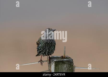 Ein gewöhnlicher Starling Sturnus vulgaris auf einem Holzpfahl. Stockfoto