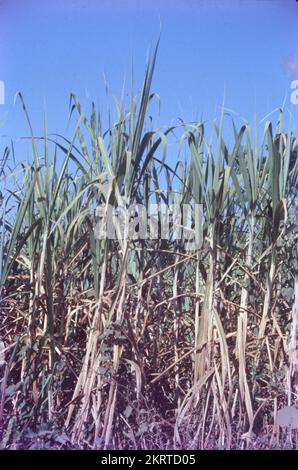 Zuckerrohr oder Zuckerrohr ist eine Art von hohem, mehrjährigem Gras, das für die Zuckerherstellung verwendet wird. Die Pflanzen sind 2 bis 6 m hoch und verfügen über stout-gelenkte, faserige Stiele, die reich an Saccharose sind, die sich in den Halmzwischenknoten ansammelt. Zuckerrohr (Saccharum officinarum), mehrjähriges Gras der Familie Poaceae, in erster Linie wegen seines Safts angebaut, aus dem Zucker verarbeitet wird. Zuckerrohr ist eine wasserintensive Pflanze, die das ganze Jahr über im Boden verbleibt. Als eine der durstreichsten Feldfrüchte der Welt wird in Indien weithin angebaut. Sie bietet direkt oder indirekt Beschäftigung für über eine Million Menschen. Stockfoto