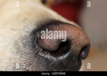 Kranke goldene Retriever Hundenase mit Rotz, der rauskommt. Hund mit Kältekonzept. Kranker Hund Stockfoto