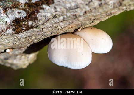 Farnham Common, Großbritannien. 28.. November 2022. Oudemansiella mucida, Porzellanpilz. Der weiße Pilz ist halbdurchscheinend, schleimig und sieht aus wie Eiweiß. Wird manchmal als Buchentümer oder pochierter Eischimmelpilz bezeichnet. Es handelt sich um einen weit verbreiteten Basidiomyzeten-Pilz der Familie Physalacriaceae, der häufig hoch oben auf Buchenbäumen zu sehen ist. Es ist essbar, sobald der Schleim abgewaschen ist und an einem windigen Tag können sie wie kleine Fallschirme auf den Boden fallen. Burnham Beeches ist ein Gebiet von besonderem wissenschaftlichem Interesse, ein nationales Naturschutzgebiet und ein europäisches Sonderschutzgebiet. Kredit: Maur Stockfoto