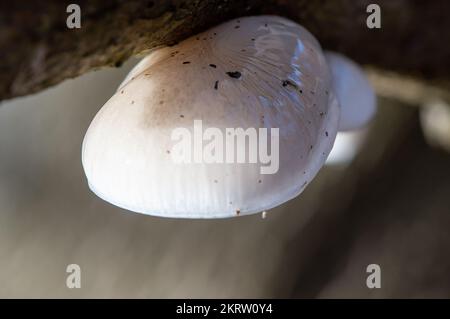 Farnham Common, Großbritannien. 28.. November 2022. Oudemansiella mucida, Porzellanpilz. Der weiße Pilz ist halbdurchscheinend, schleimig und sieht aus wie Eiweiß. Wird manchmal als Buchentümer oder pochierter Eischimmelpilz bezeichnet. Es handelt sich um einen weit verbreiteten Basidiomyzeten-Pilz der Familie Physalacriaceae, der häufig hoch oben auf Buchenbäumen zu sehen ist. Es ist essbar, sobald der Schleim abgewaschen ist und an einem windigen Tag können sie wie kleine Fallschirme auf den Boden fallen. Burnham Beeches ist ein Gebiet von besonderem wissenschaftlichem Interesse, ein nationales Naturschutzgebiet und ein europäisches Sonderschutzgebiet. Kredit: Maur Stockfoto