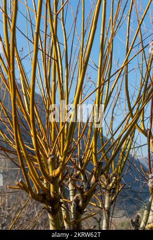 Kleiner Baum von salix alba vitellina, grone, italien Stockfoto