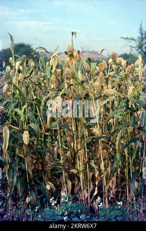 Jowar wird gemeinhin unter verschiedenen Namen in ganz Indien genannt - Jwaarie, Jowar, jola oder Jondhalaa und wird zur Herstellung von Bhakri, Jowar Roti oder Jolada rotti verwendet. Sein englischer Name Sorghum stammt aus der Familie, der es gehört, Sorghum Vulgare. Jowar wird in Asien und Afrika extensiv angebaut und ist eine Grundnahrungsquelle in trockenen Gebieten, die auch keine besondere Sorgfalt für den Anbau benötigen. Es gibt 30 Sorten von Sorghum, von denen nur eine für den menschlichen Verzehr verwendet wird. Es ist das 5.. Wichtigste Getreide der Welt. Stockfoto