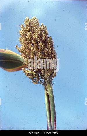 Jowar wird gemeinhin unter verschiedenen Namen in ganz Indien genannt - Jwaarie, Jowar, jola oder Jondhalaa und wird zur Herstellung von Bhakri, Jowar Roti oder Jolada rotti verwendet. Sein englischer Name Sorghum stammt aus der Familie, der es gehört, Sorghum Vulgare. Jowar wird in Asien und Afrika extensiv angebaut und ist eine Grundnahrungsquelle in trockenen Gebieten, die auch keine besondere Sorgfalt für den Anbau benötigen. Es gibt 30 Sorten von Sorghum, von denen nur eine für den menschlichen Verzehr verwendet wird. Es ist das 5.. Wichtigste Getreide der Welt. Stockfoto