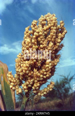 Jowar wird gemeinhin unter verschiedenen Namen in ganz Indien genannt - Jwaarie, Jowar, jola oder Jondhalaa und wird zur Herstellung von Bhakri, Jowar Roti oder Jolada rotti verwendet. Sein englischer Name Sorghum stammt aus der Familie, der es gehört, Sorghum Vulgare. Jowar wird in Asien und Afrika extensiv angebaut und ist eine Grundnahrungsquelle in trockenen Gebieten, die auch keine besondere Sorgfalt für den Anbau benötigen. Es gibt 30 Sorten von Sorghum, von denen nur eine für den menschlichen Verzehr verwendet wird. Es ist das 5.. Wichtigste Getreide der Welt. Stockfoto