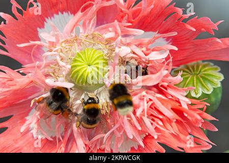 Honigbienen sammeln Pollen von Mohnblumen. Stockfoto