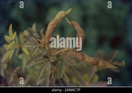 Die Taubenerbse ist ein mehrjähriges Legum aus der Familie Fabaceae, die in der Alten Welt heimisch ist. Die Taubenerbse wird weltweit in tropischen und semitropischen Regionen weit verbreitet angebaut und wird häufig in Südasien, Südostasien, Afrika, Lateinamerika und der Karibik konsumiert.in Indien gehören geteilte Taubenerbsen (Toor dal) zu den beliebtesten Hülsenfrüchten. Als wichtige Proteinquelle in einer überwiegend vegetarischen Ernährung. Stockfoto