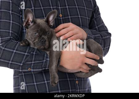 Französischer Bulldogge auf den Armen Stockfoto