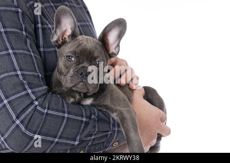 Französischer Bulldogge auf den Armen Stockfoto