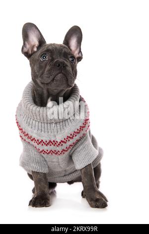 Französischer Bulldogge mit Hundepullover isoliert auf weißem Hintergrund Stockfoto