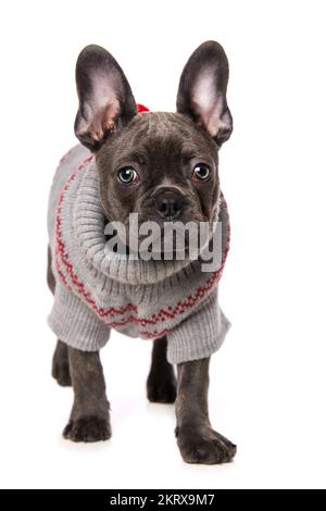 Französischer Bulldogge mit Hundepullover isoliert auf weißem Hintergrund Stockfoto