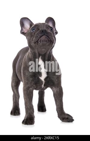 Französischer Bulldogge, isoliert auf weißem Hintergrund Stockfoto