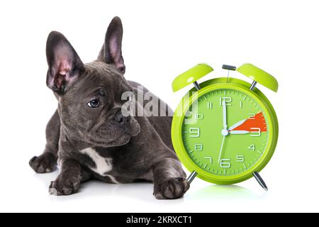 Hündchen mit Wecker auf weißem Hintergrund Stockfoto
