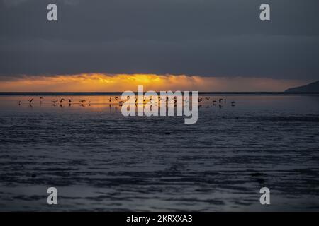 Gemischte Herde von Küstenvögeln, die sich bei Sonnenuntergang ernähren, Mersehead RSPB Reserve, Solway Estuary, Dumfries und Galloway, Südschottland Stockfoto