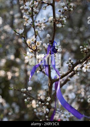 Wicca-Geschenke/-Angebote in Form von Federn, farbigen Bändern und Maisohren, die an die Bäume in der Nähe der jungsteinzeitlichen Rollright Stones in Oxfordshire gebunden sind. Stockfoto