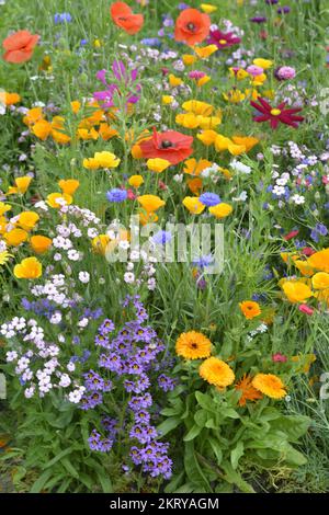 Gemischte Blumen auf farbenfroher Wiese mit Wildblumen und Mohnblumen. Stockfoto