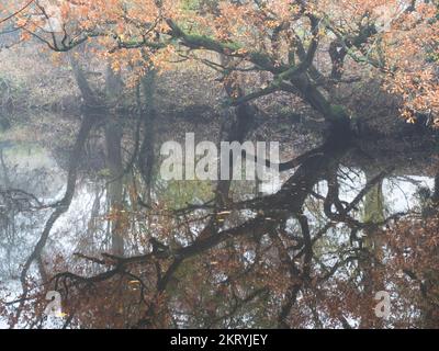 Herbstbaum über dem Fluss Nidd an einem nebligen Tag in der Nähe von Knaresborough North Yorkshire England Stockfoto