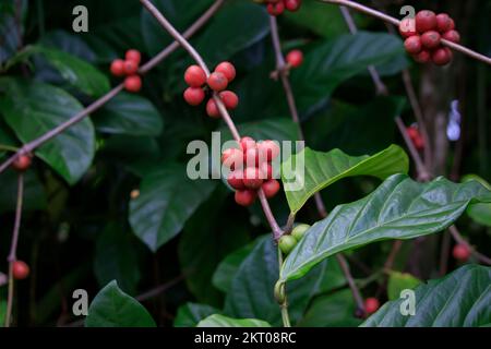 Roter Robusta-Kaffee auf einem Baum Stockfoto