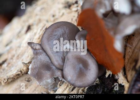 Farnham Common, Buckinghamshire, Großbritannien. 28.. November 2022. Pleurotus ostreatus, Austernpilze. Auch Austernpilz oder Seehecht genannt, es gibt viele verschiedene Arten von diesem Pilz. Sie werden in großem Umfang für den menschlichen Verzehr angebaut. Burnham Beeches ist ein Gebiet von besonderem wissenschaftlichem Interesse, ein nationales Naturschutzgebiet und ein europäisches besonderes Schutzgebiet, in dem viele seltene und bedrohte Pilzarten zu finden sind. Es ist eine Straftat, Pilze in Burnham Beeches zu pflücken. Kredit: Maureen McLean/Alamy Stockfoto