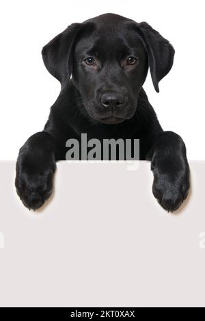 Labrador Hündchen blickt über eine Wand Stockfoto