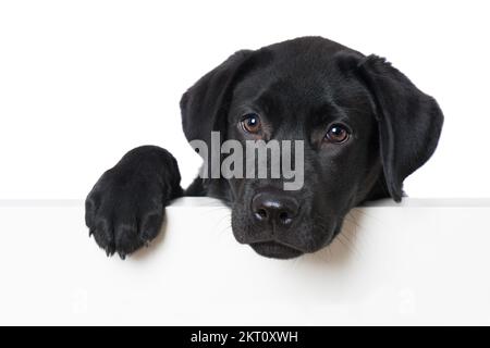 Labrador Hündchen blickt über eine Wand Stockfoto