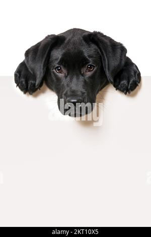 Labrador Hündchen blickt über eine Wand Stockfoto