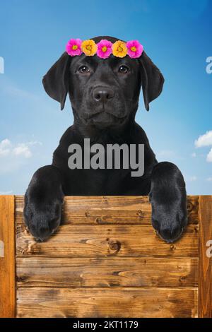 Labrador Hündchen blickt auf eine Holzwand Stockfoto