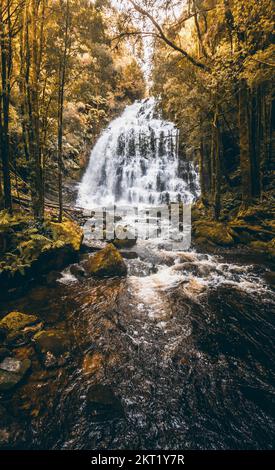 Goldene Szene des frei fließenden Wassers aus der majestätischen Wildnis der Wasserfälle. Nelson Falls, Franklin-Gordon Wild Rivers National Park, Westküste Tasm Stockfoto