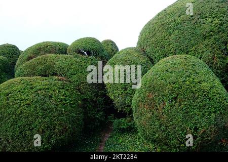Topiary Hedging in einem Dorset Garden UK - John Gollop Stockfoto