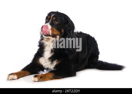 Berner Berghund isoliert auf weiß Stockfoto