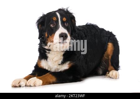 Berner Berghund isoliert auf weiß Stockfoto