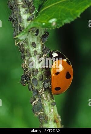 Seven-Spot Ladybird (Coccinella septempiunctata) ein Käfer, der sich von Schädlingen der schwarzen Bohnenblume (Aphis fbae) ernährt Stockfoto