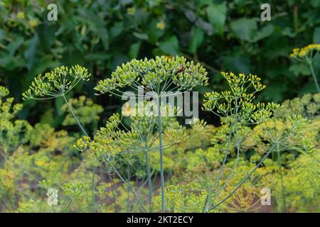 Dill wächst in einem Dorfgarten. Grüne Gewürze werden auf Bauernbeeten angebaut. Stockfoto