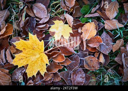 Gefrorene gelbe Ahornblätter mit Hintergrundtextur, die den Herbstmorgen symbolisiert Stockfoto
