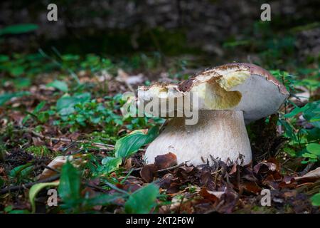 Boletus edulis - essbarer Pilz. Boletus wächst in den mitteleuropäischen Wäldern. Andere Namen: cep, Porcino, Dubak, Penny Bun, Porcini, King Bolete Stockfoto