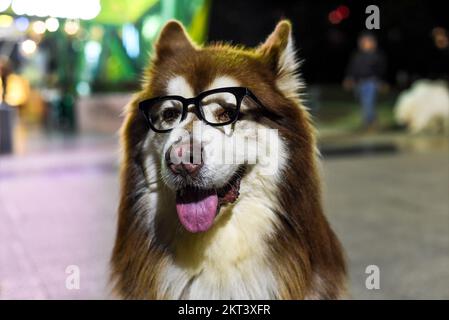 Lustige Alaskan Malamute Hund in Brille sitzt in Vietnam, Da Lat Stockfoto