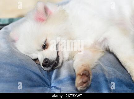Porträt eines schlafenden pommerischen Hundes oder zwergspitz, der auf einem Kissen liegt Stockfoto