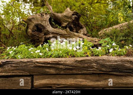 Kleine Details über die Natur der Stadt Turin Stockfoto