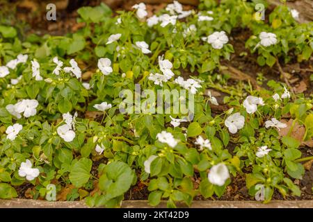 Kleine Details über die Natur der Stadt Turin Stockfoto